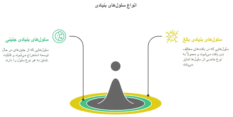 انواع سللو ل ها